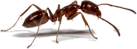 Ant