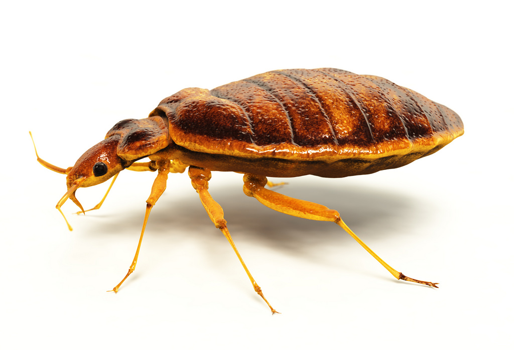 To Get Rid of BedBugs You Need an Expert-You Need The Bug Man!