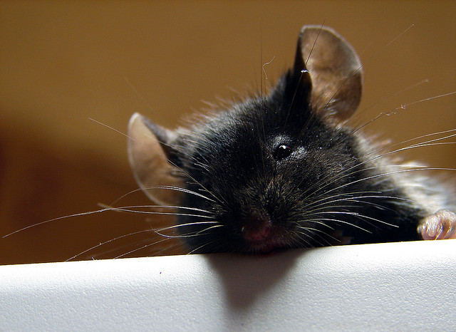 Mouse in the House: Not Just Creepy — Destructive & Potentially Deadly