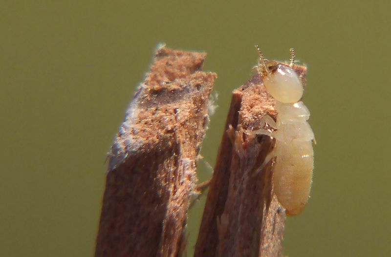 Termites May Be Your Most Elusive, Costly Visitor