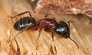 Run a Good Offense to Prevent Ant Infestations