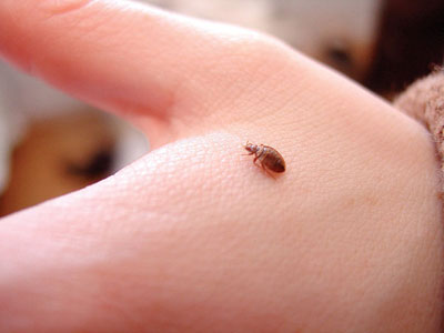 The Bad News: Bed Bugs. The Good News: We Kill Them & You Keep Your Mattress. Here’s How…