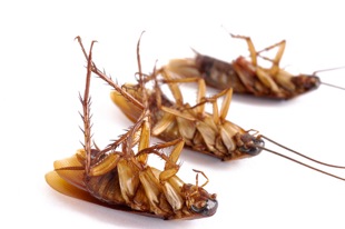 Cockroaches Can Run 3 Miles Per Hour, But They Can’t Outrun The Bug Man!