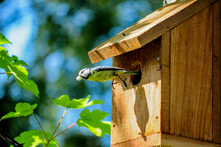 Eek! Birds Invading Your Property? No Problem with Expert Animal Removal
