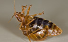 Bed Bugs Will Infest Any Property: Let Us Get Rid of Them for Good