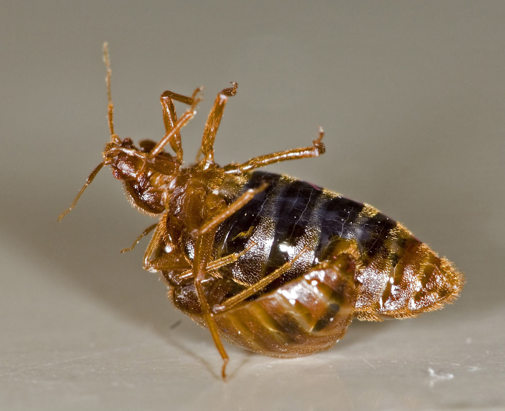 Bed Bugs Will Infest Any Property: Let Us Get Rid of Them for Good
