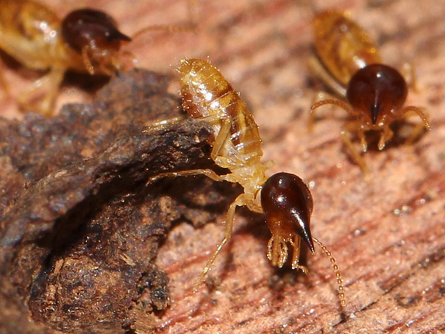 Six Creepy Facts About Termites and One Very Comforting Solution