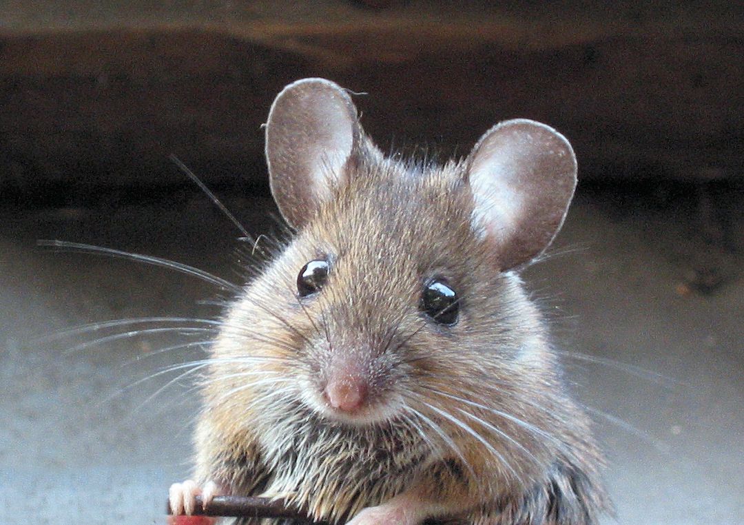 It’s Fall and Rodents Want to Move In to Stay Warm. Call The BugMan and Send Them Packing!