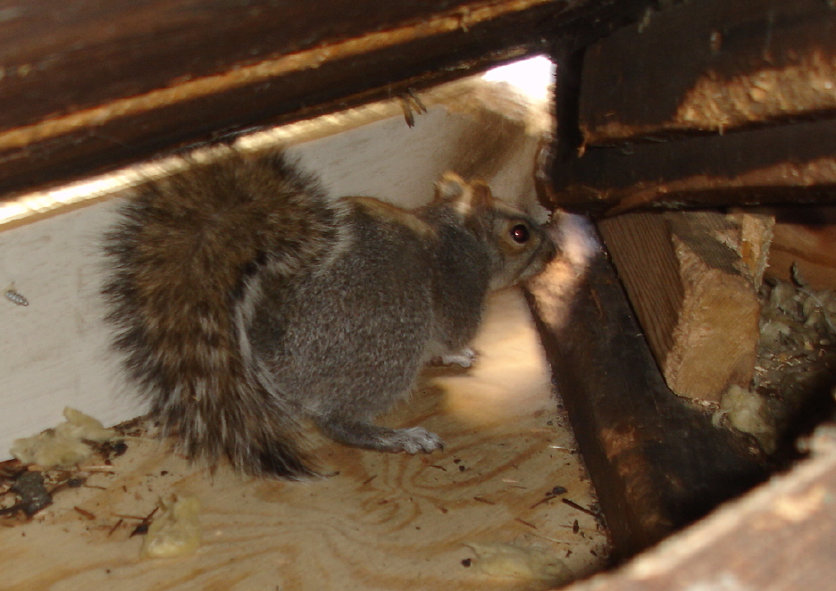 Squirrels Can Really Damage Your Attic