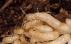 Termites: Five Things to Know