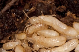 Termites: Five Things to Know