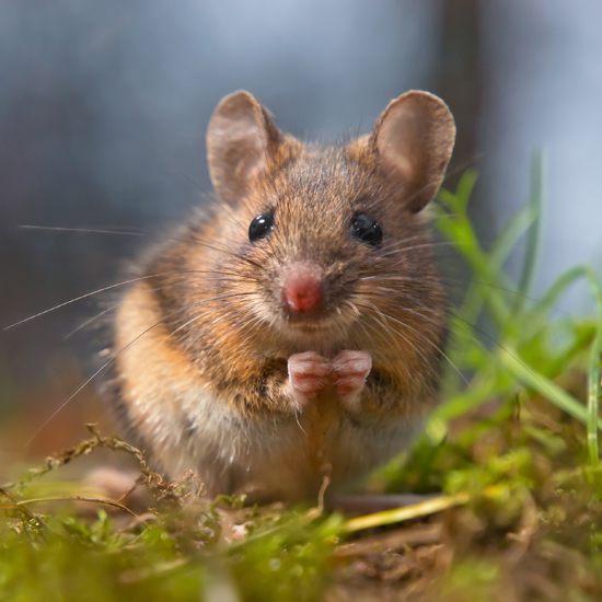 No Matter the Rodent, We Can Safely Remove Them For You