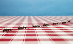 Five Tips for Keeping Your House Pest Free