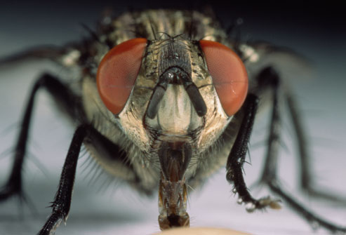 Three Ways to Eliminate Flies in Your Home