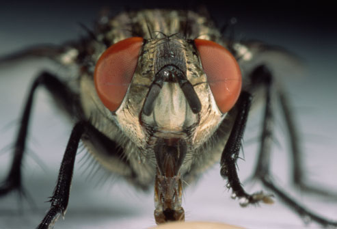 Three Tips For Keeping Flies Away!