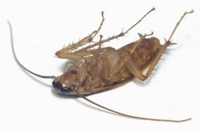Five Ways to Keep Your Home Free of Cockroaches