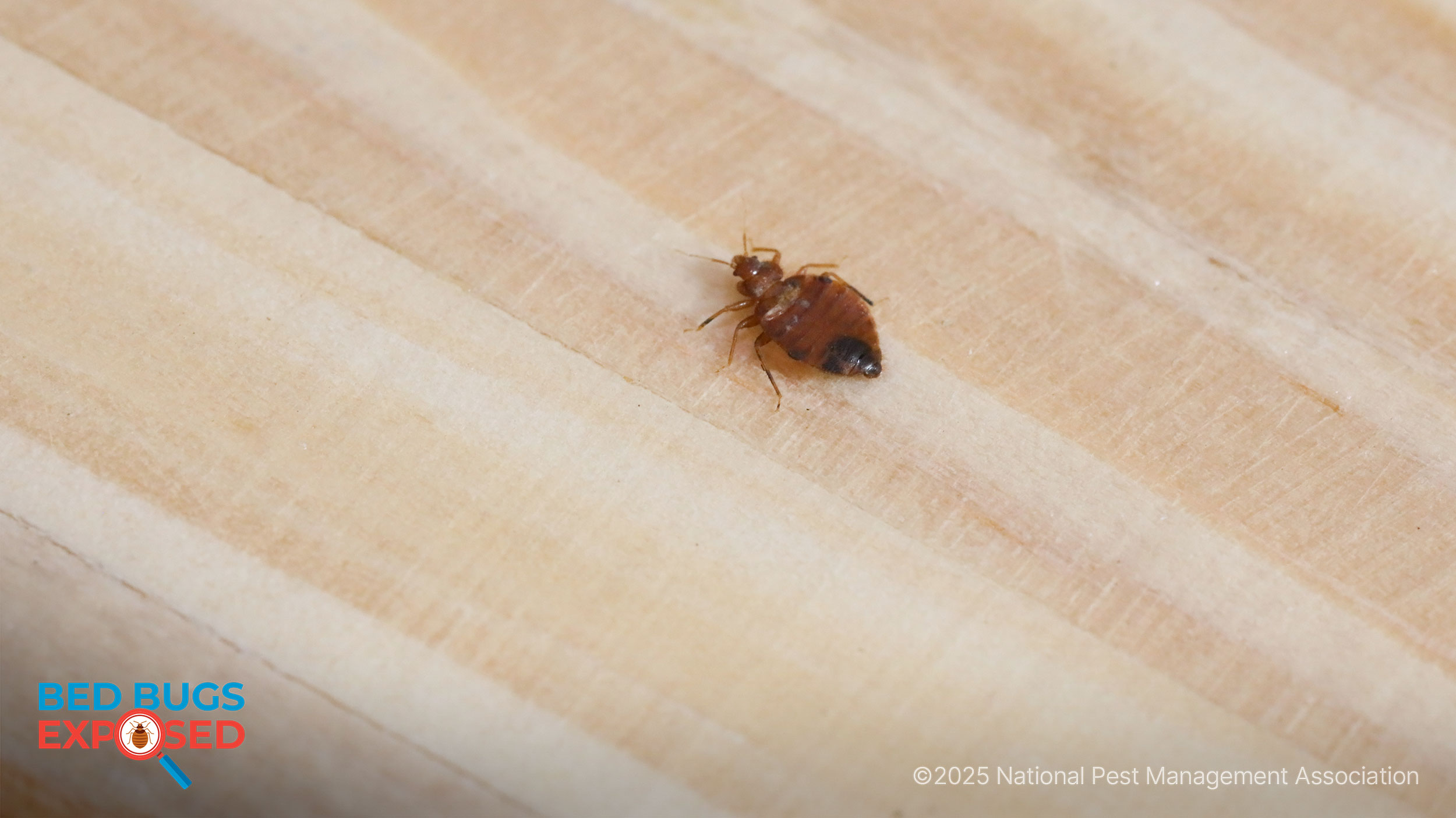 bedbugs